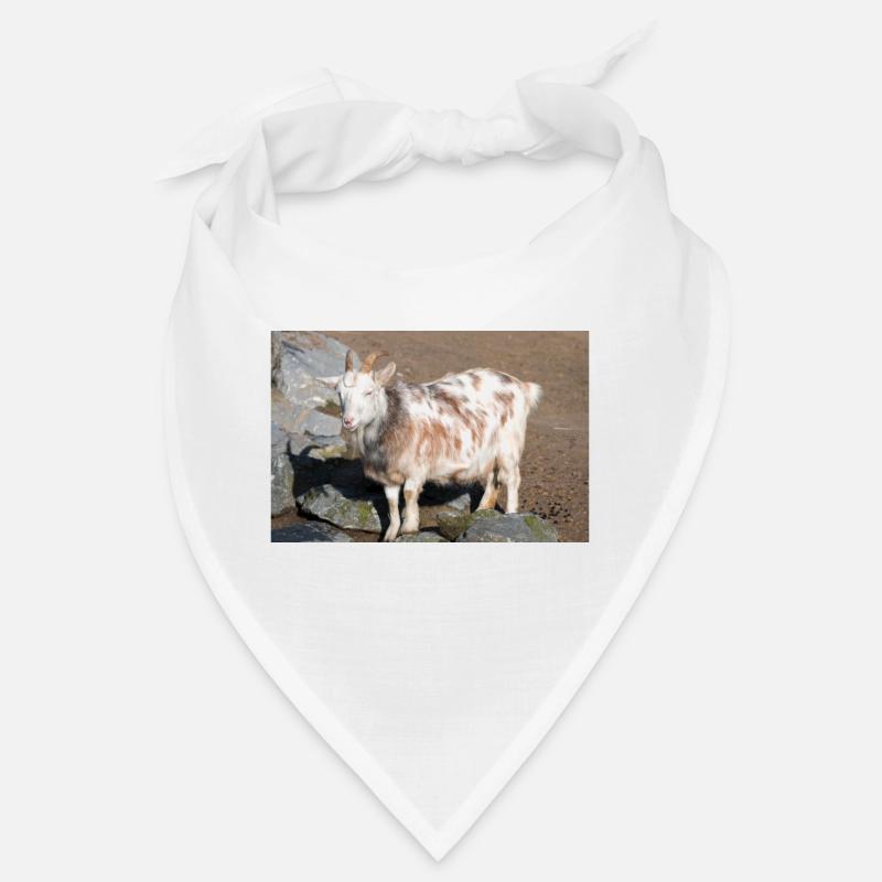 Dwarf Goat or Miniature Goat Zwergziege Bandana