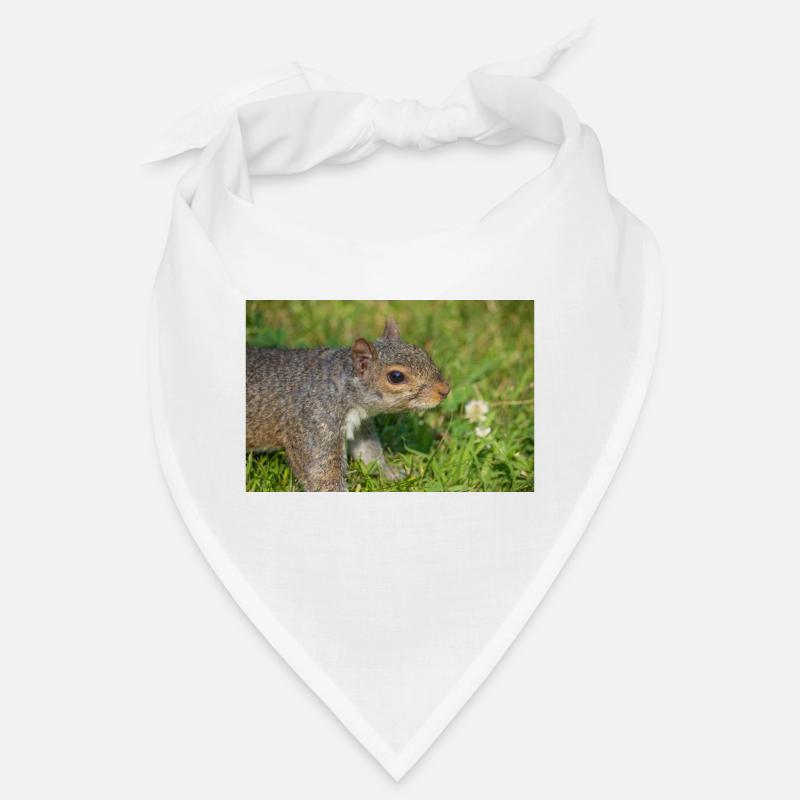 Grey squirrel Grauhörnchen Sciurus carolinensis Bandana