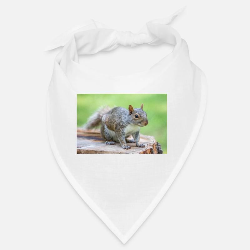 Grey squirrel Grauhörnchen Sciurus carolinensis Bandana