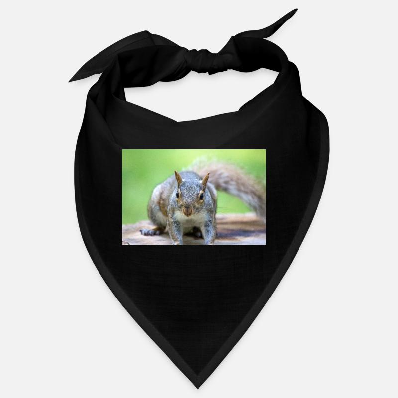 Grey squirrel Grauhörnchen Sciurus carolinensis Bandana
