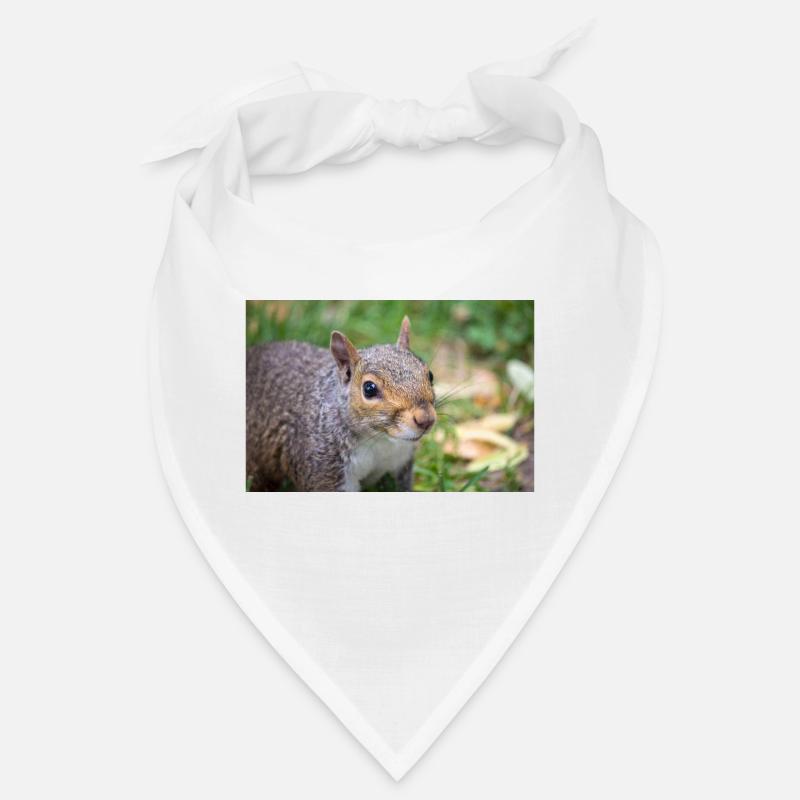 Grauhörnchen Sciurus Bandana