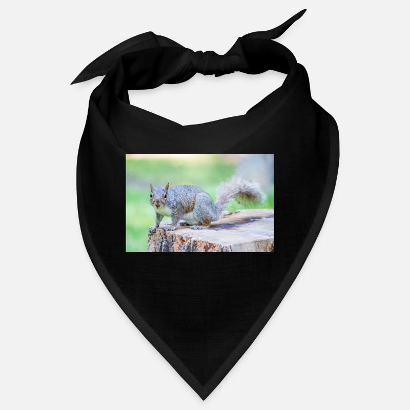 Écureuil gris Grauhörnchen Sciurus carolinensis Bandana