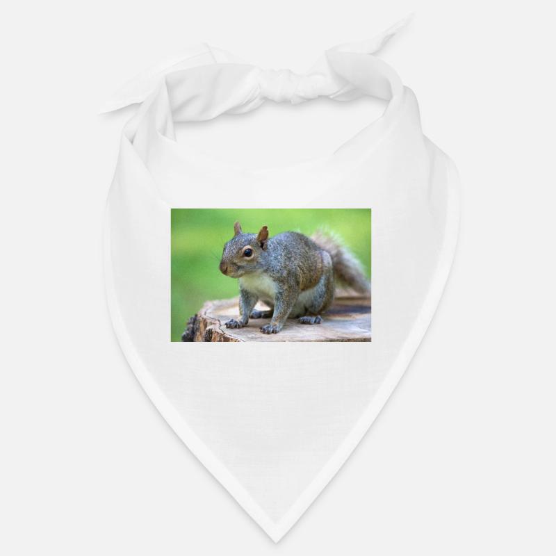 Grey squirrel Grauhörnchen Sciurus carolinensis Bandana