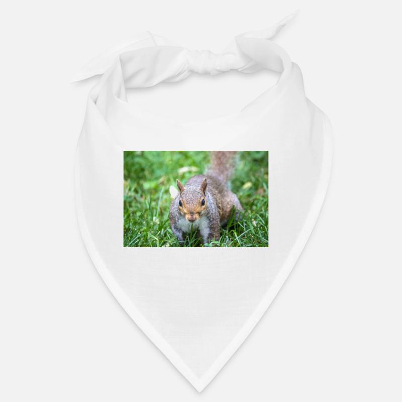 Grauhörnchen Sciurus carolinensis Bandana