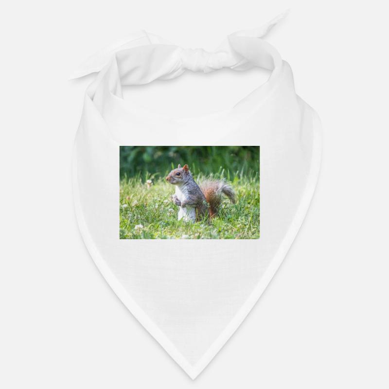stehendes Grauhörnchen (Sciurus carolinensis) grey Bandana