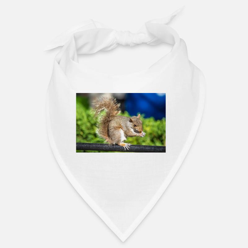 Eating Grey squirrel Grauhörnchen Sciurus carolin Bandana