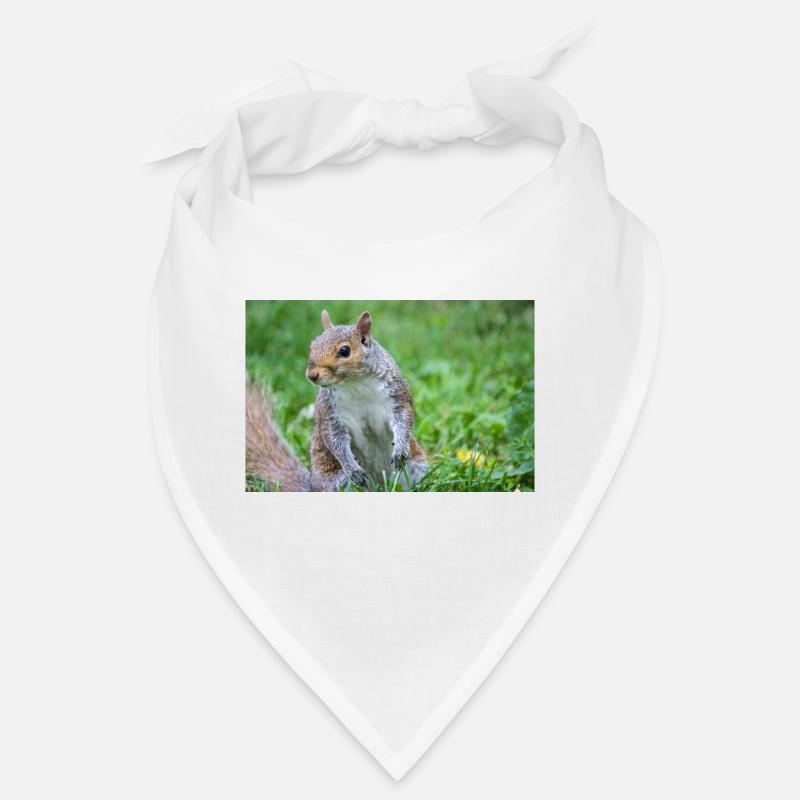 Grey squirrel Grauhörnchen Sciurus carolinensis Bandana