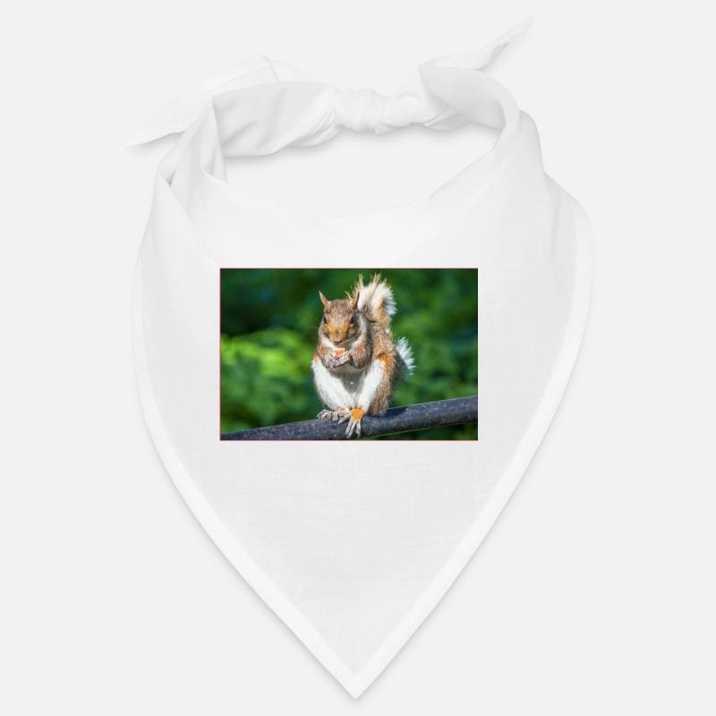 Eating Grey squirrel Grauhörnchen Sciurus caroline Bandana