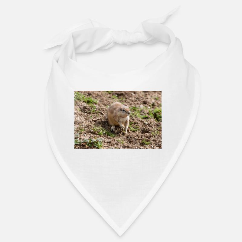 African ground squirrels Borstenhörnchen Xerus Bandana
