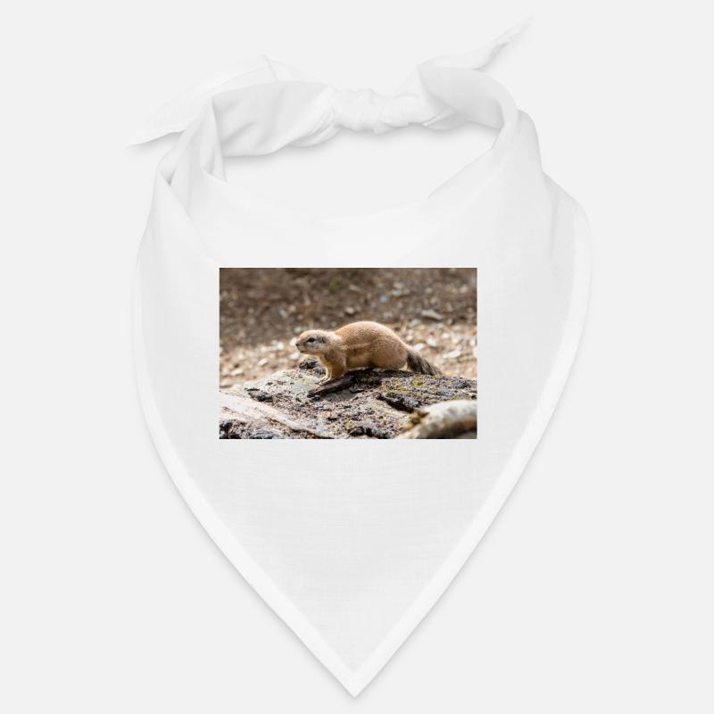 African ground squirrels Borstenhörnchen Xerus Bandana