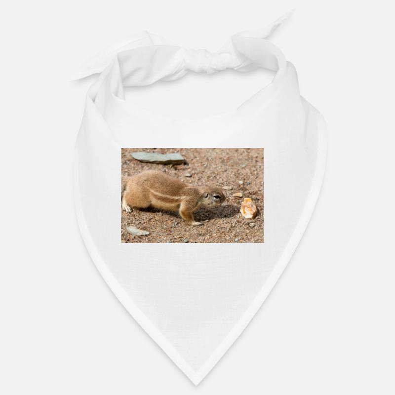 African ground squirrels (in german Afrikanische B Bandana