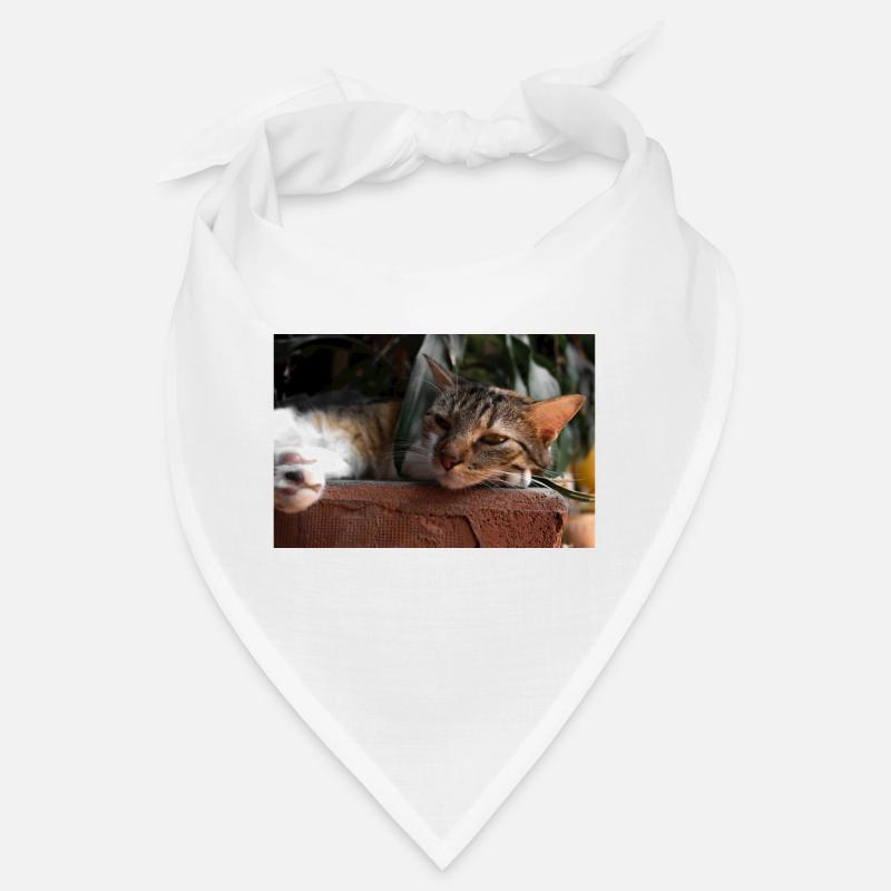 le chat Bandana
