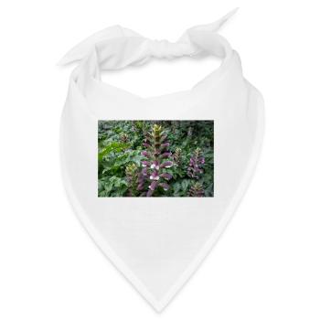 Bären-Steiß Acanthus spinosus - Bandana - Weiß - Vorne