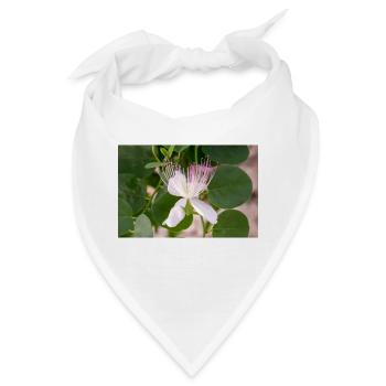 Kapernstrauch auch Flinders-Rose Capparis spinosa - Bandana - Weiß - Vorne