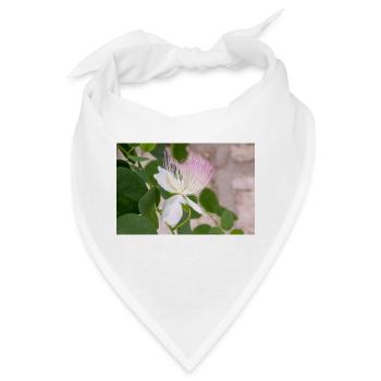 Kapernstrauch auch Flinders-Rose Capparis spinosa - Bandana - Weiß - Vorne