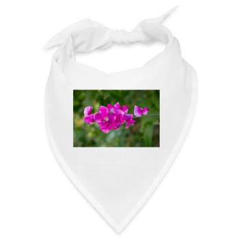 immerwährende Erbse mehrjährige Erbse Lathyrus latifolius - Bandana - Weiß - Vorne