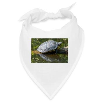 Yellow-bellied slider Gelbbauch-Schmuckschildkröte - Bandana - Weiß - Vorne