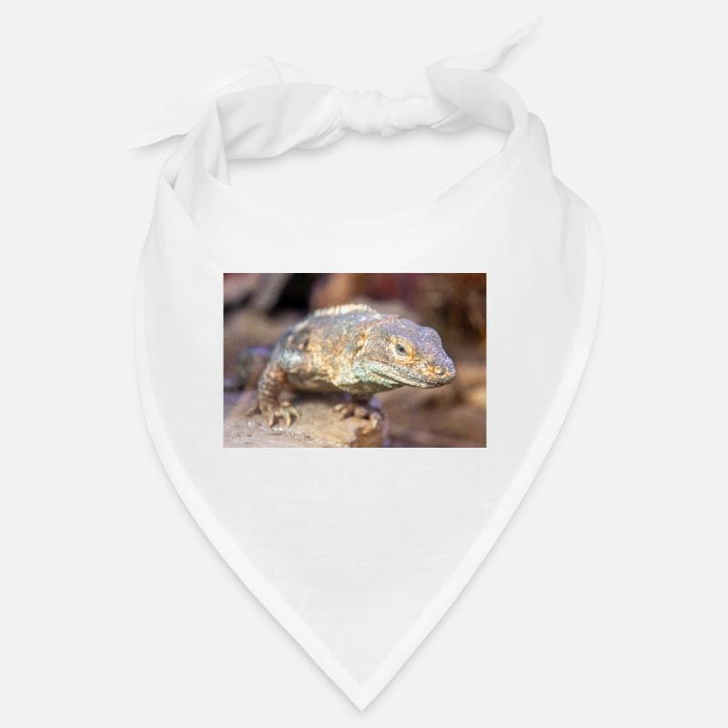 black iguana also black ctenosaur also black spiny Bandana