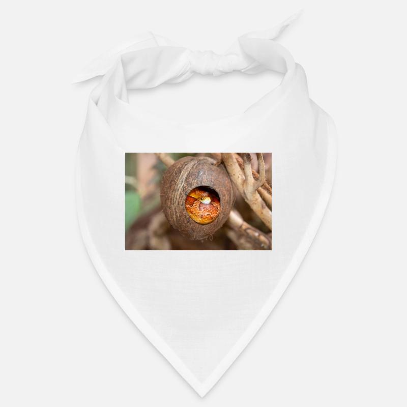 corn snake also red rat snake (Kornnatter) Panther Bandana