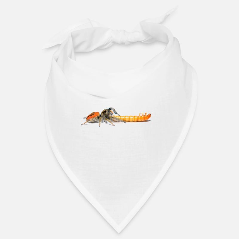 Springspinne Phidippus texanus jumping spider Bandana
