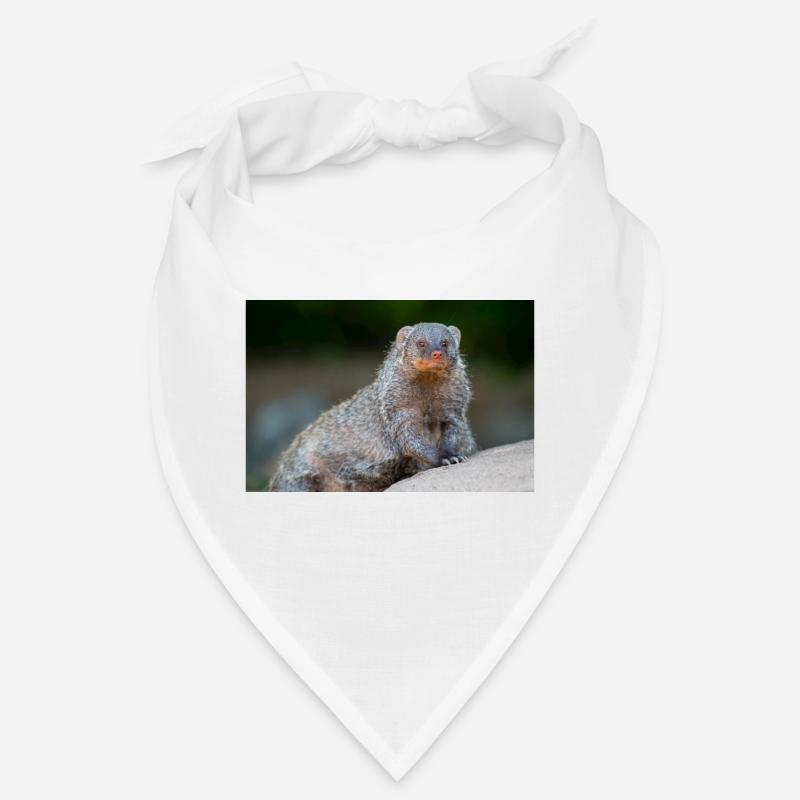 Banded Mongoose Zebra Mongoose Zebramanguste Bandana