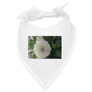 Weiße Dahlia Eveline – Botanisches Blumenfoto - Bandana - Weiß - Vorne