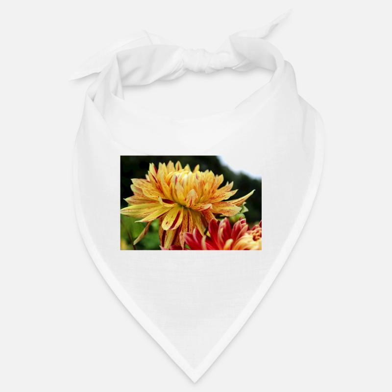 Dahlia fleur jaune, fleur Bandana