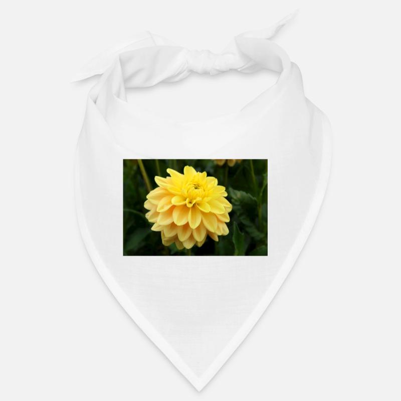 Dahlia fleur jaune, fleur Bandana