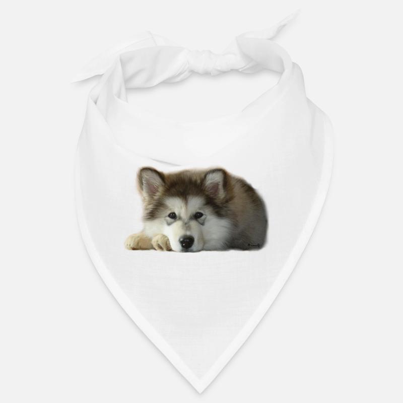 Chiot malamute Maia Bandana