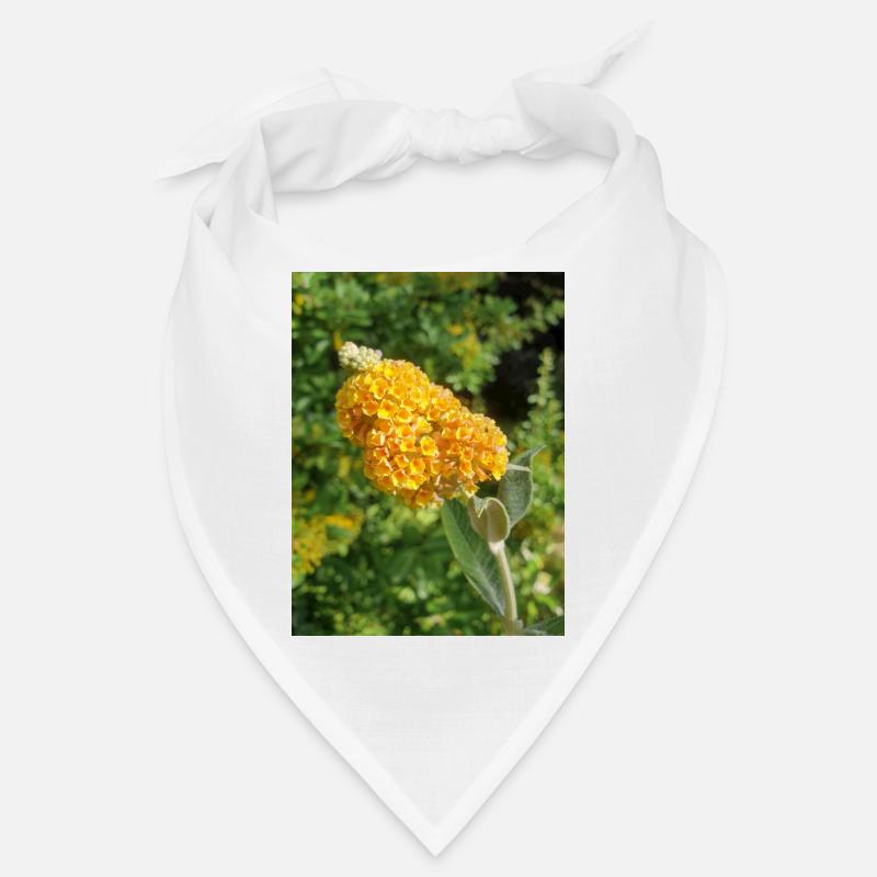 Buddleia, Schmetterlingsstrauch oder Sommerflieder 'Sungold' Bandana