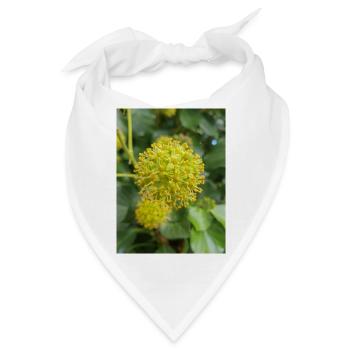 Persischer Efeu (Kolchischer Efeu) - Bandana - Weiß - Vorne