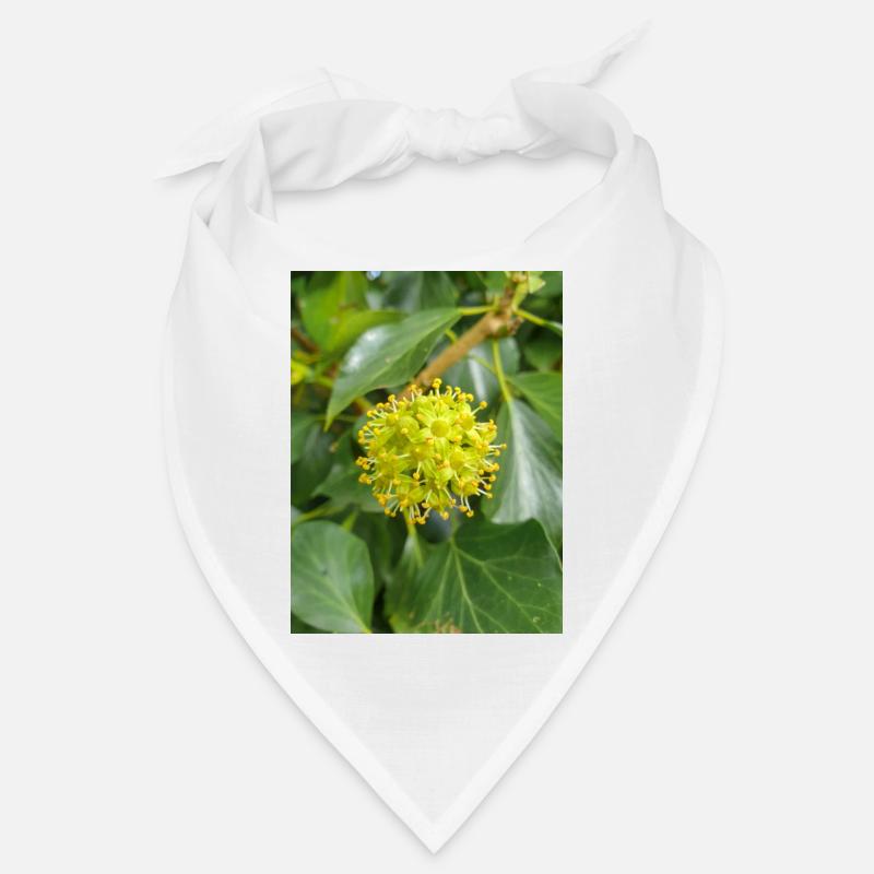 Persischer Efeu (Kolchischer Efeu) Bandana