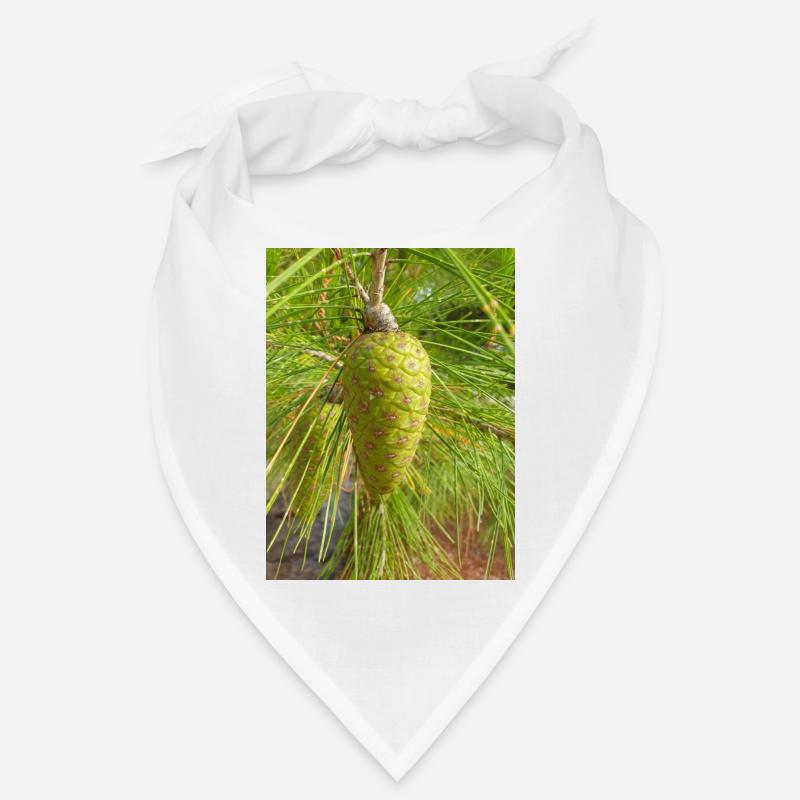 Aleppo pine also Jerusalem pine Aleppo-Kiefer Bandana
