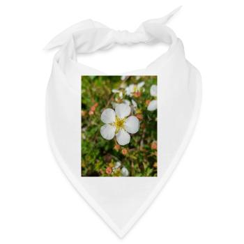 Felsenfingerkraut Felsen-Fingerkraut Potentilla - Bandana - Weiß - Vorne