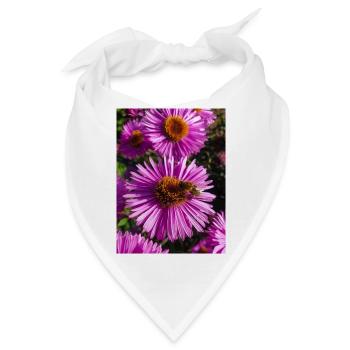 Italienische Gänseblümchen (auf Deutsch Berg-Aster Aster amellus - Bandana - Weiß - Vorne
