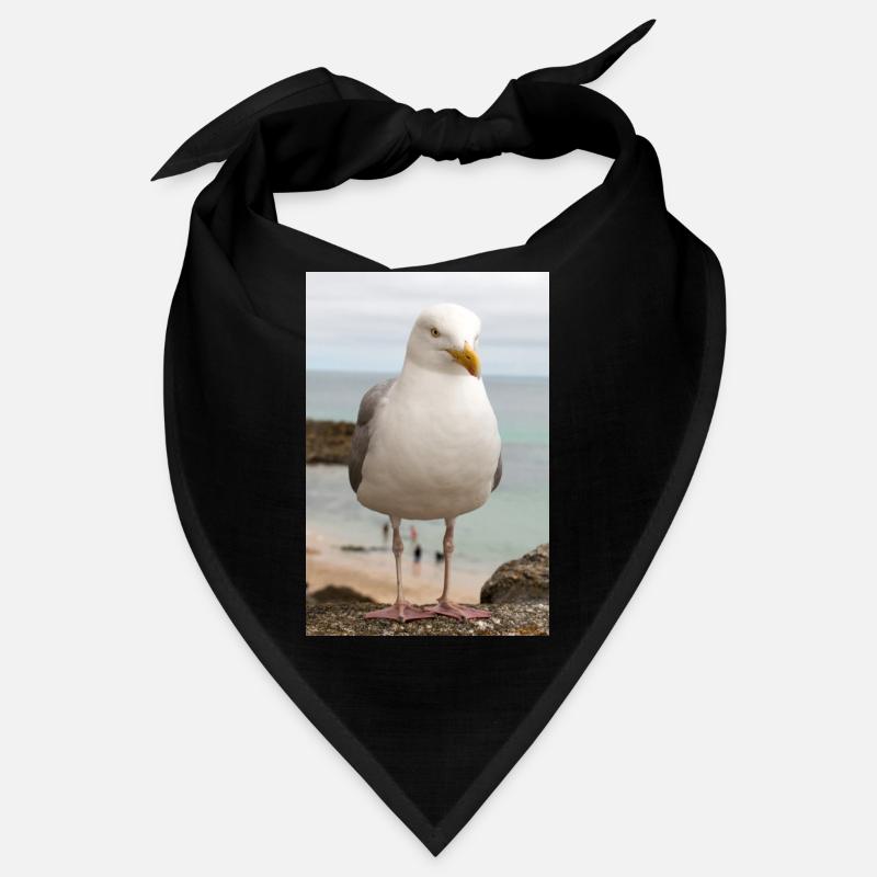 Herring Gull (Larus argentatus) on the beach Gull Bandana