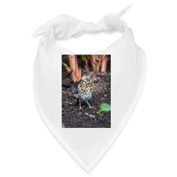 Fieldfare (auf Deutsch Wacholderdrossel) Turdus pila - Bandana - Weiß - Vorne