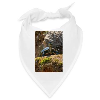 Gelbbauch-Slider Trachemys scripta scripta - Bandana - Weiß - Vorne