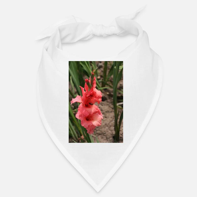 Gladiole – Stärke in Blüte Bandana