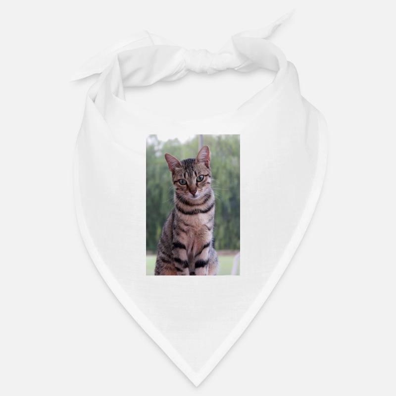 Chat chat chaton doux Bandana
