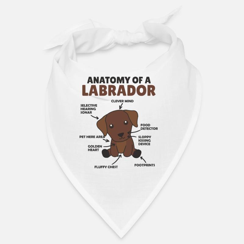 Anatomie eines Labradors Retriever süße Hunde Bandana