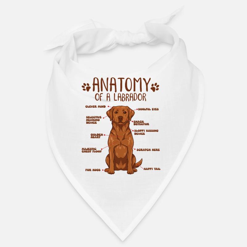 Anatomie eines Fox Red Labradors Bandana