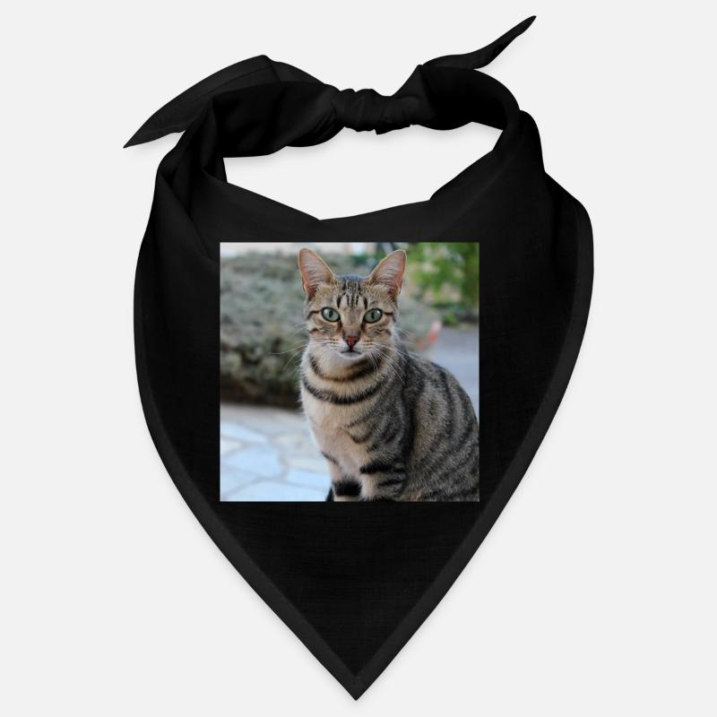 Chat chaton affiche chat carré affiche Bandana