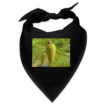 Aleppo-Kiefer auch Topinambur-Kiefer Aleppo-Kiefer - Bandana - Schwarz - Vorne