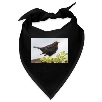 Blackbird (Turdus merula) Amsel Poster - Bandana - Schwarz - Vorne