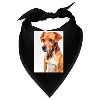 Hunde Portrait Weiß - Bandana - Schwarz - Vorne