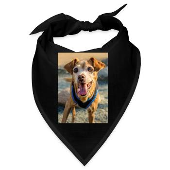 Hunde Portrait im Freiem - Bandana - Schwarz - Vorne
