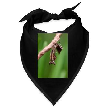 Brancsikia freyi Nymphe/Jungtier - Bandana - Schwarz - Vorne