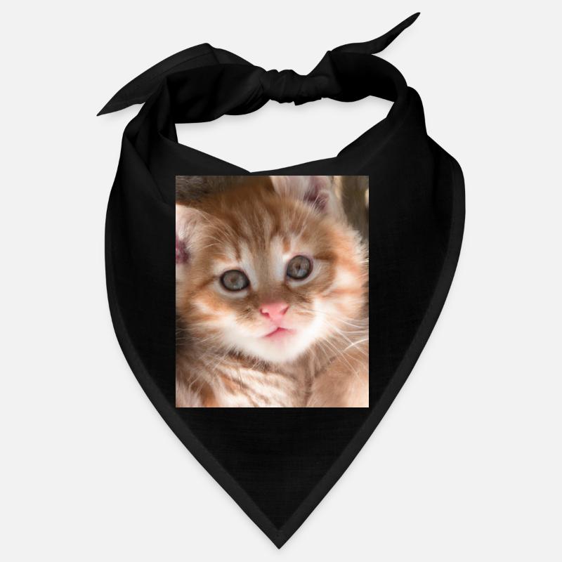 Chat mignon Bandana