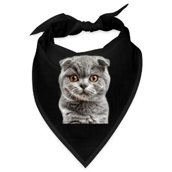 Schottische Faltohrkatze - Bandana - Schwarz - Vorne